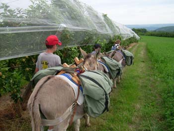 DSCI2481